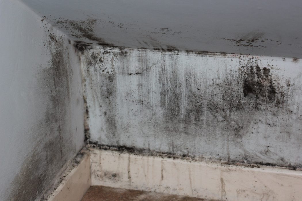 Mould in Your Home